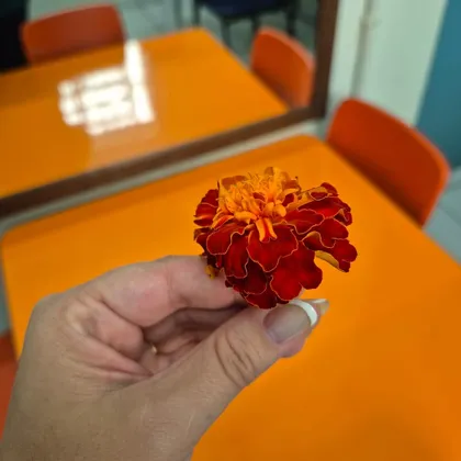 Mão segurando uma flor laranja
